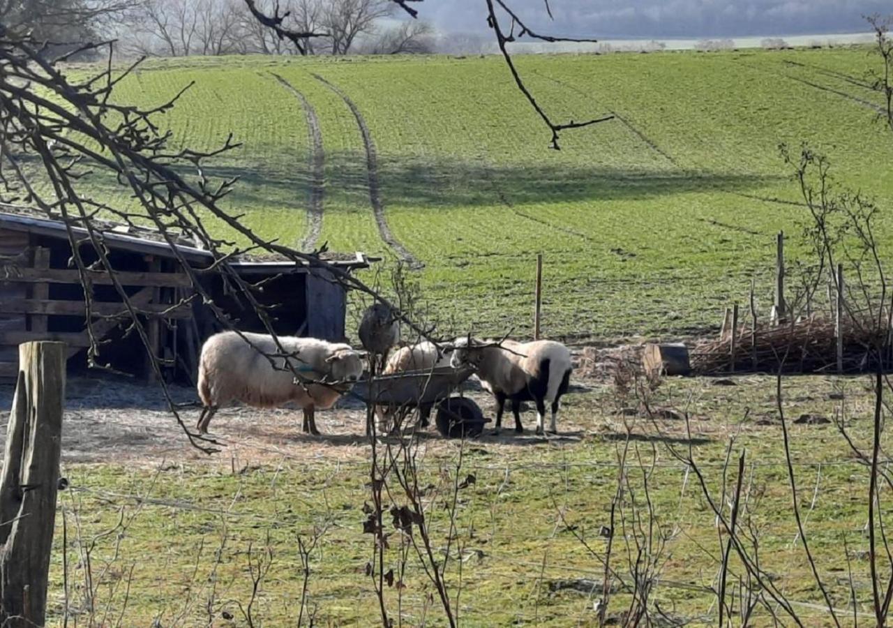 Exklusive Naturoase Direkt Am Ars Natura Wanderweg Mit Panoramablick Auf Melsungen Apartment Luaran gambar