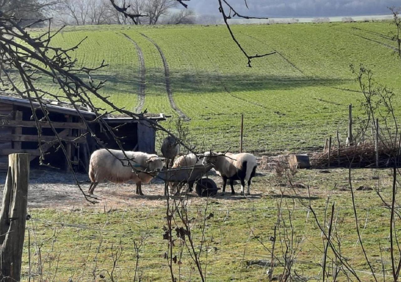 Exklusive Naturoase Direkt Am Ars Natura Wanderweg Mit Panoramablick Auf Melsungen Luaran gambar